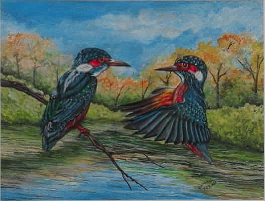 Kingfisher